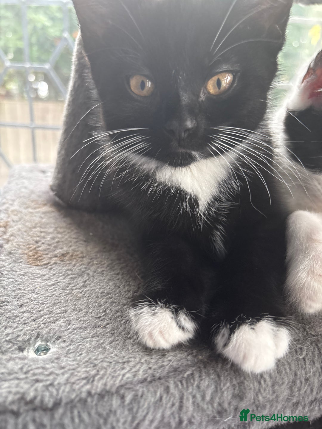 Domestic Shorthair cats for sale: 3 beuatiful Kittens ready for sale - Image 1