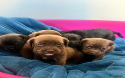 Cockapoo dogs for sale: Adorable cockapoo cross reduced last 2  - Image 1