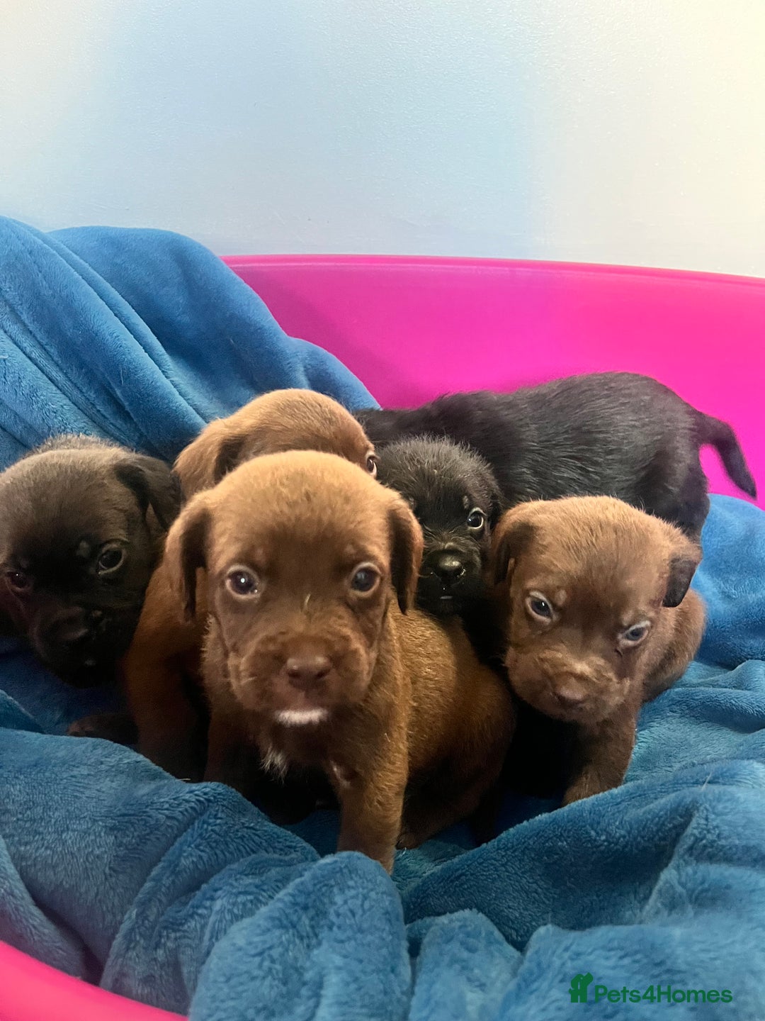 Cockapoo dogs for sale: Adorable cockapoo cross reduced last 2  - Image 1