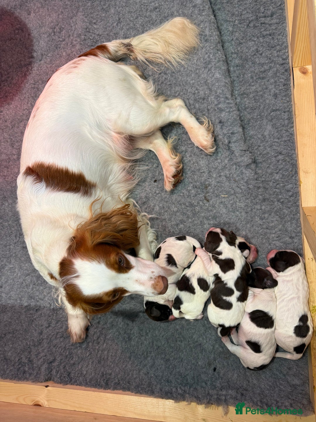 Sprocker dogs for sale: One dog Sprocker puppy for sale 3/4 cocker  - Image 4