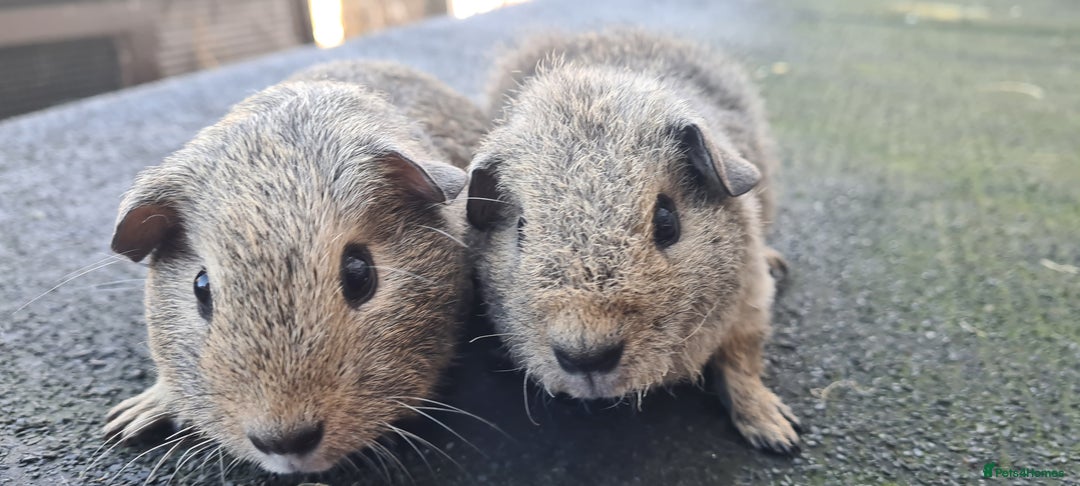 Guinea Pig rodents for sale: Male guinea pigs - Image 13