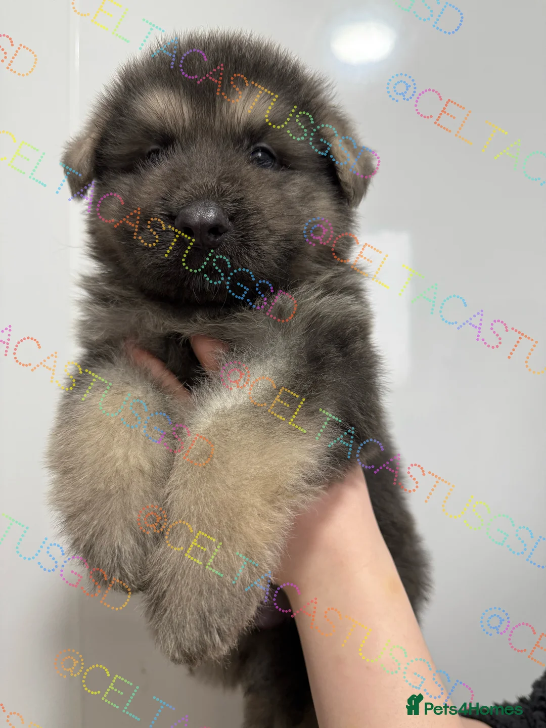 German Shepherd dogs for sale: Kcreg white blue and Isabella German shepherd pups - Advert 7