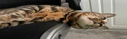 Bengal cats for sale: Bengal Female (indoor only) in Southampton - Advert 15