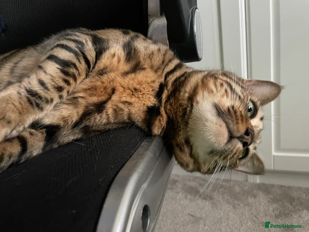 Bengal cats for sale: Bengal Female (indoor only) in Southampton - Advert 15