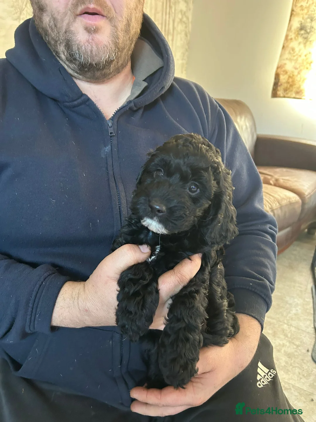 Cockapoo dogs for sale: Cockerpoo / cockapoo - Advert 8