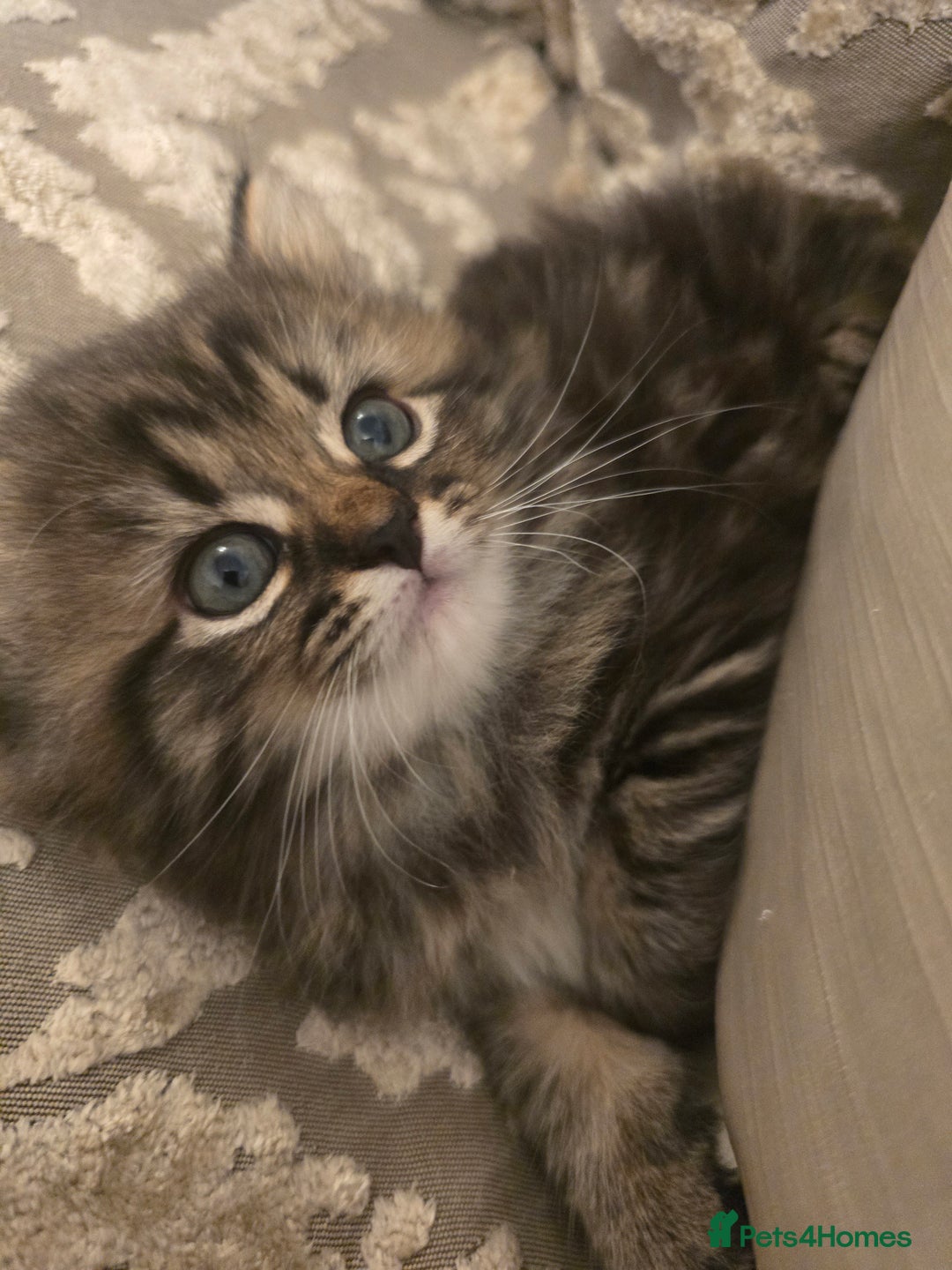 Siberian cats for sale: Siberian cross kitten - Image 5