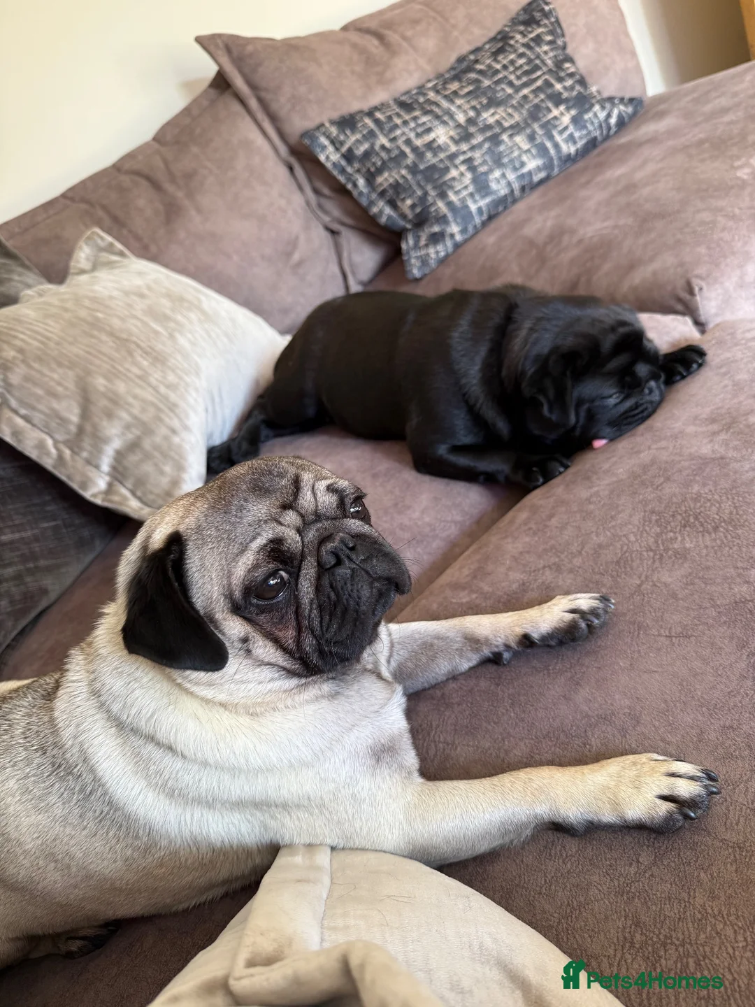 Pug dogs for stud: Fawn and black male pug stud  - Advert 3