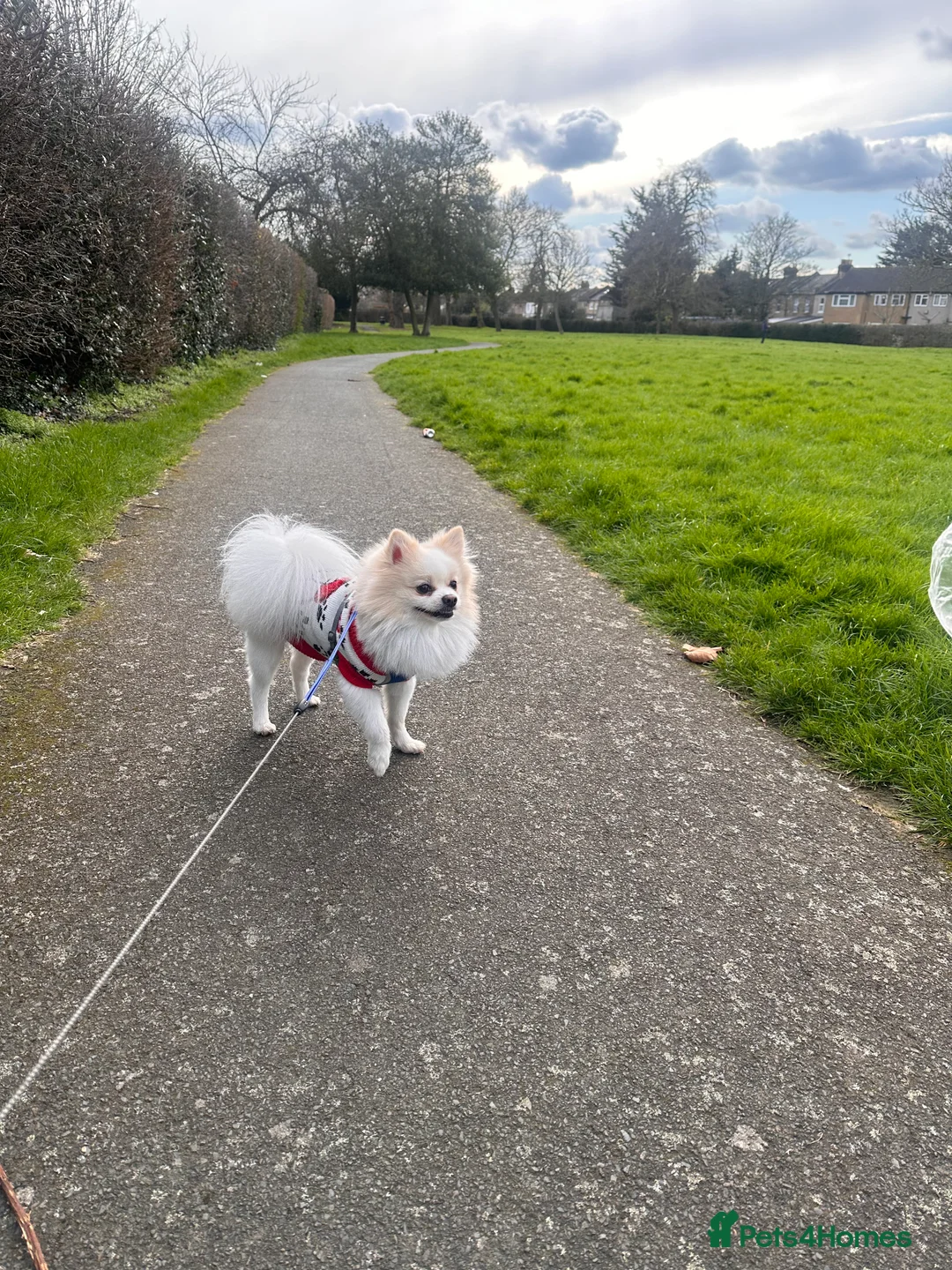 Pomeranian dogs for stud:  White Pomeranian dog “Proven, experienced STUD” in Ilford - Advert 4