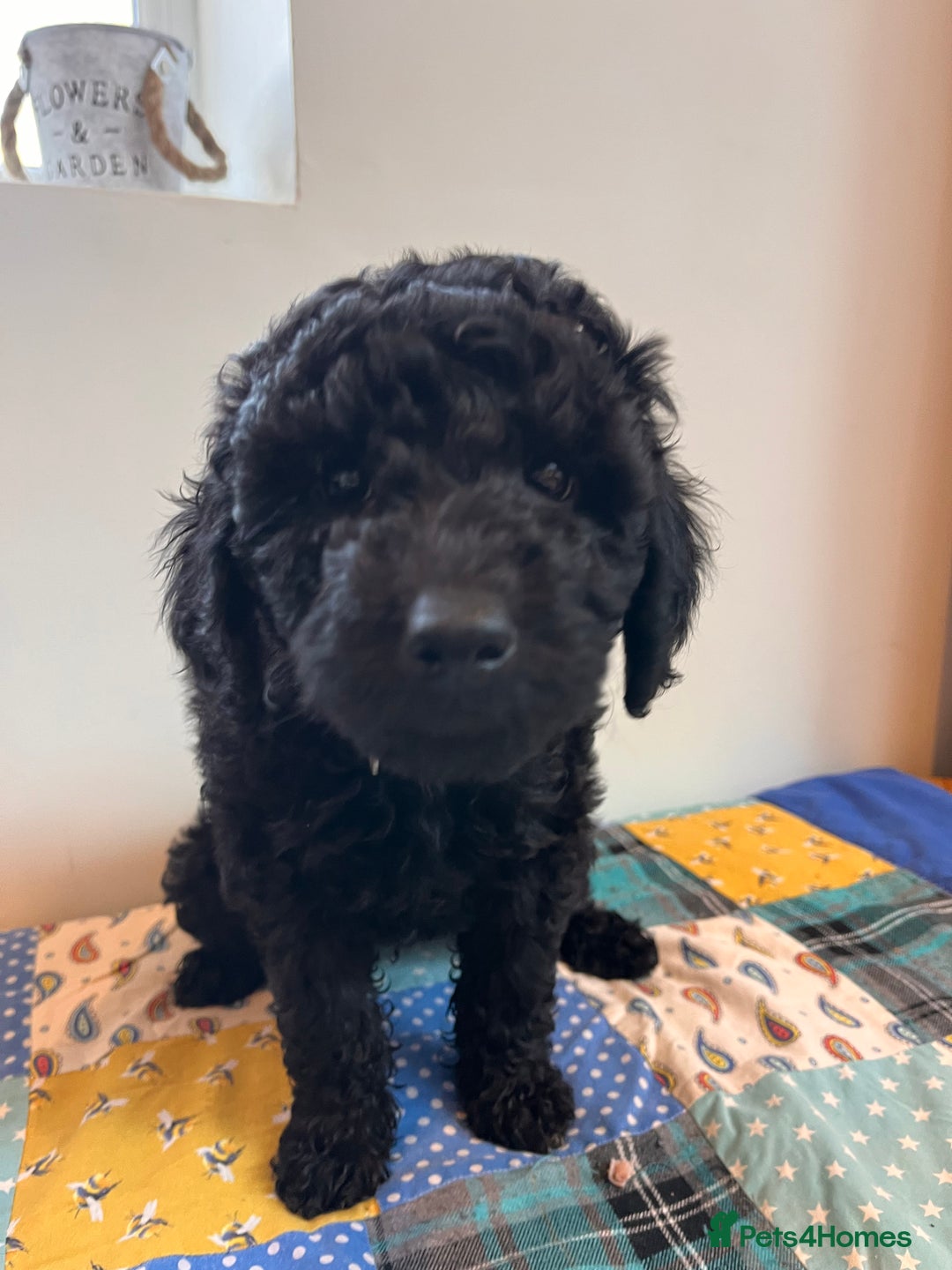 Australian Labradoodle dogs for sale: Home raised, DNA tested, Australian Labradoodles - Advert 5