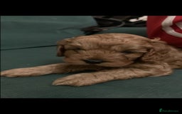Poodle dogs for stud: Extensively Heath Tested Deep Red Tiny Toy Poodle in Mansfield - Image 23