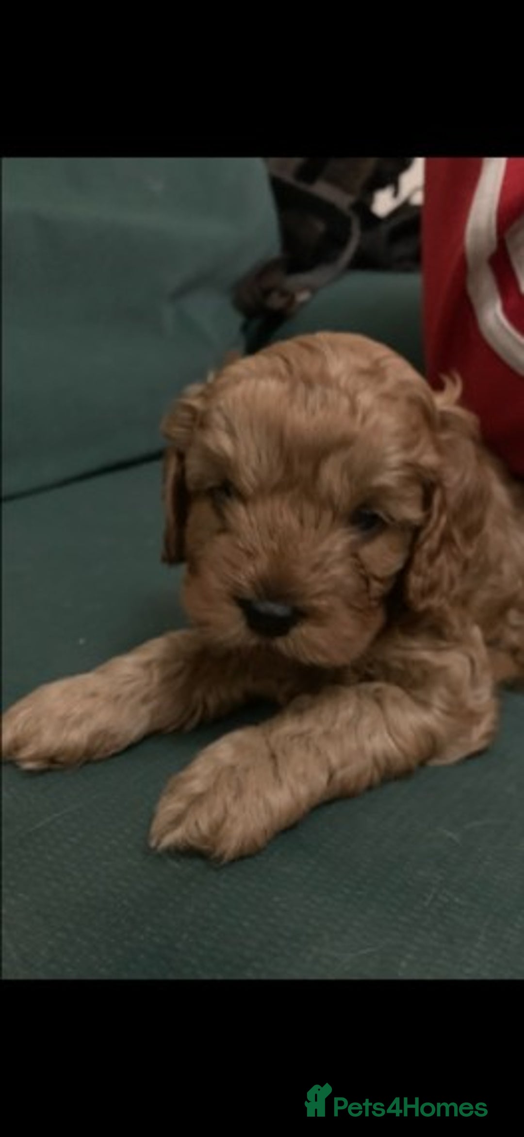 Poodle dogs for stud: Extensively Heath Tested Deep Red Tiny Toy Poodle in Mansfield - Image 23