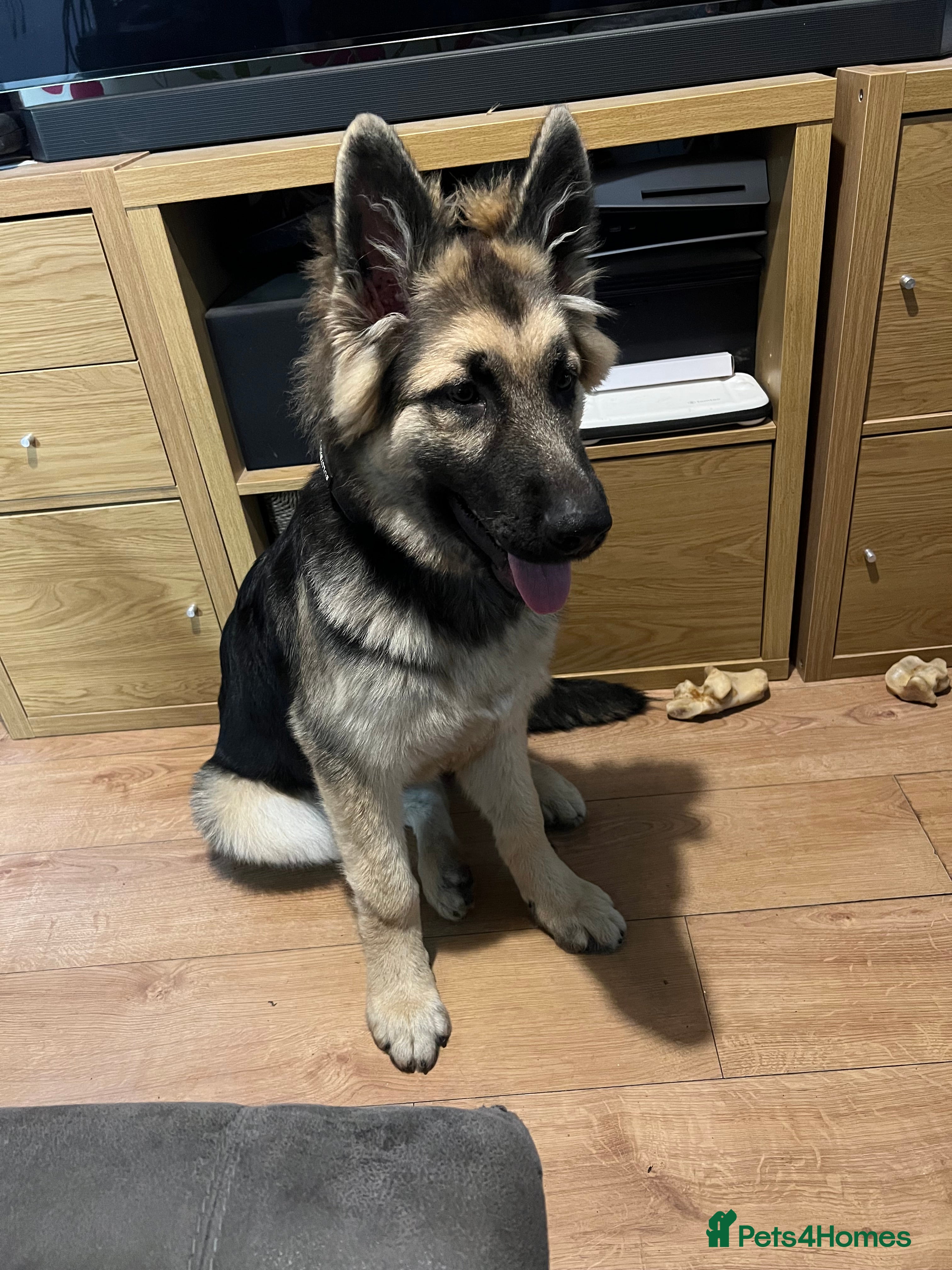 Mixed Breed dogs Large house-trained puppy - Advert 2