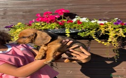 Dachshund dogs for sale: Gorgeous little Dachshund pups - Image 4