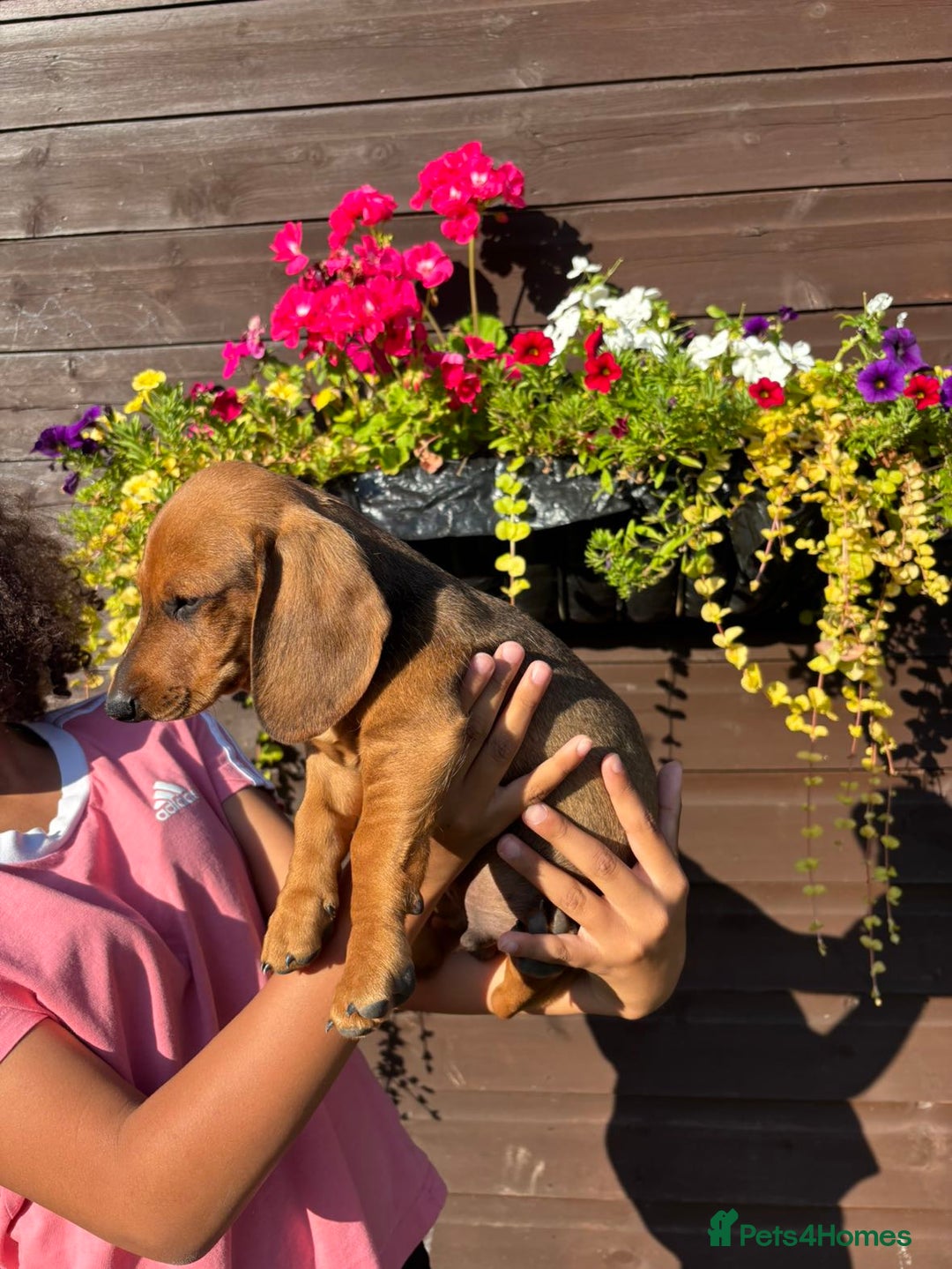 Dachshund dogs for sale: Gorgeous little Dachshund pups - Image 4
