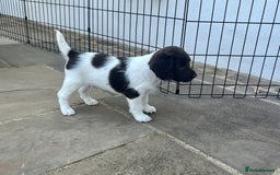 English Springer Spaniel dogs for sale: Stunning Liver & White Springer Spaniel puppies  - Image 9