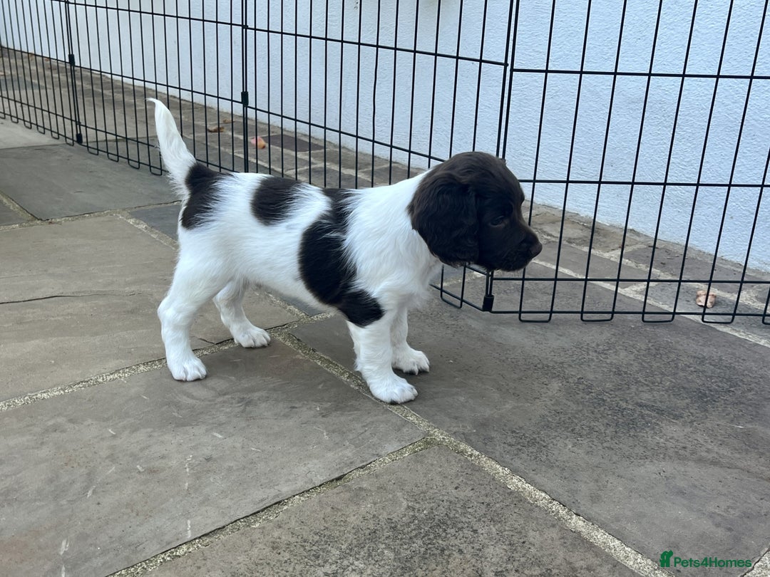 English Springer Spaniel dogs for sale: Stunning Liver & White Springer Spaniel puppies  - Image 9
