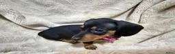 Dachshund dogs for sale: 5 beautiful bouncy Dachshund puppy’s for sale in Pontefract - Advert 7