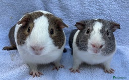 Guinea Pig rodents for sale: Guinea Pigs Bonded Pair ready now  - Image 1
