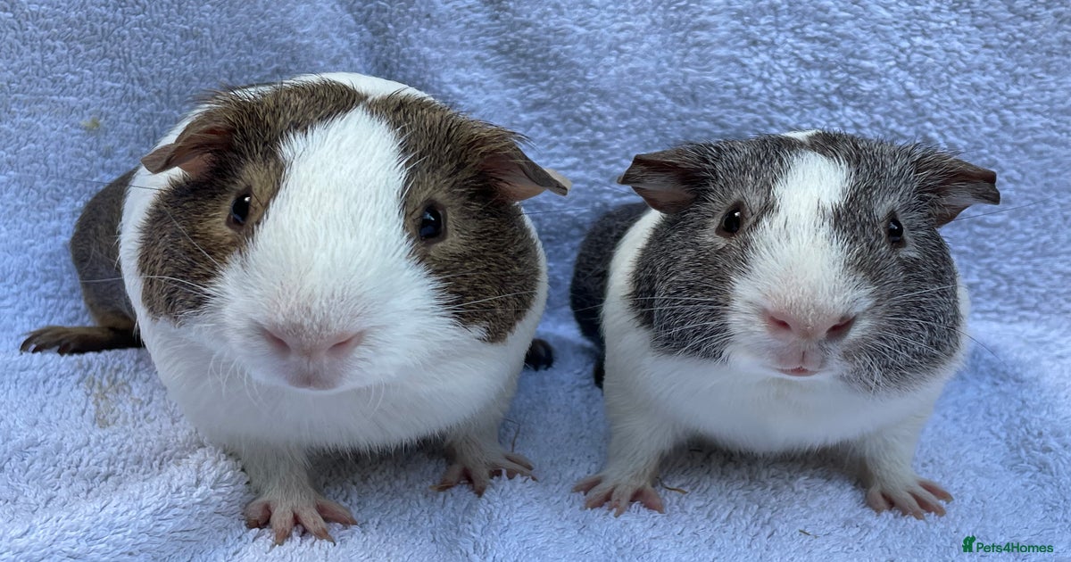 Bond Neutered Male Guinea Pig Neutered Male Guinea Pig Shop