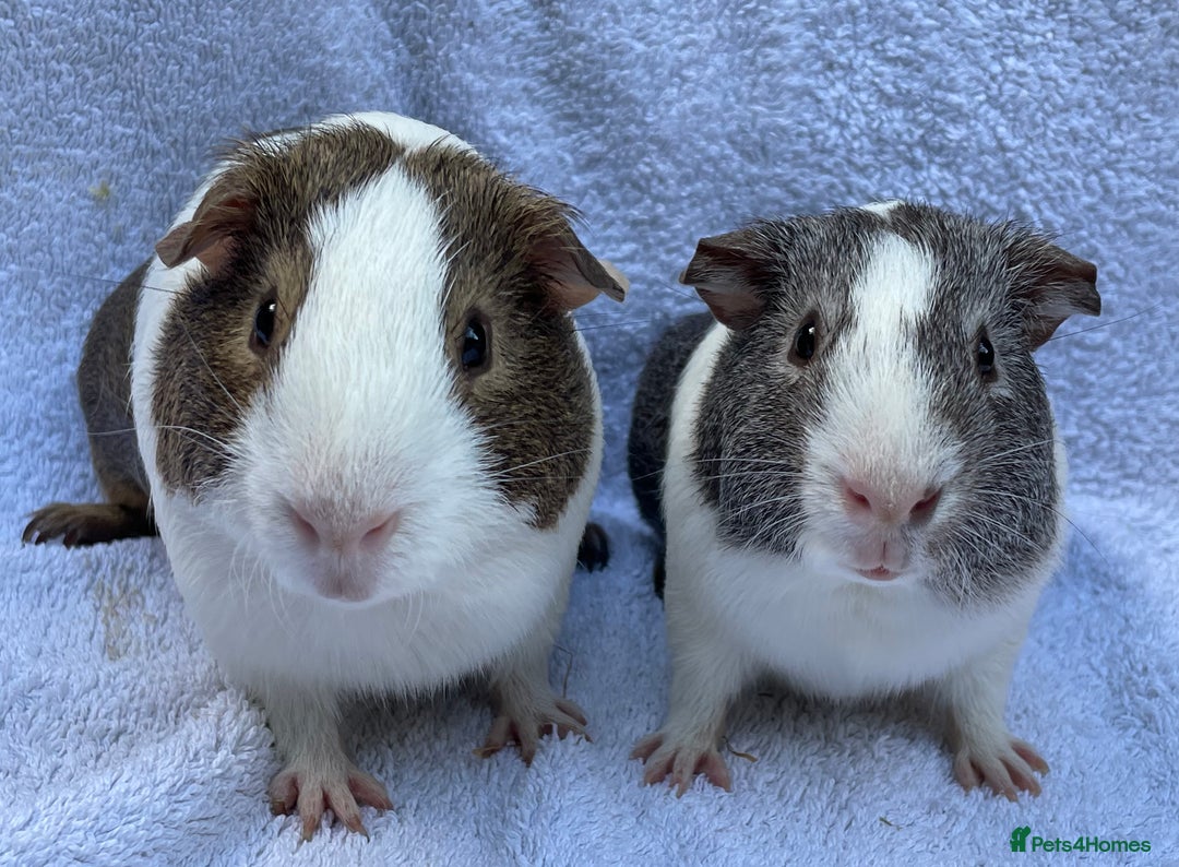 Guinea Pig rodents for sale: Guinea Pigs Bonded Pair ready now  - Image 1