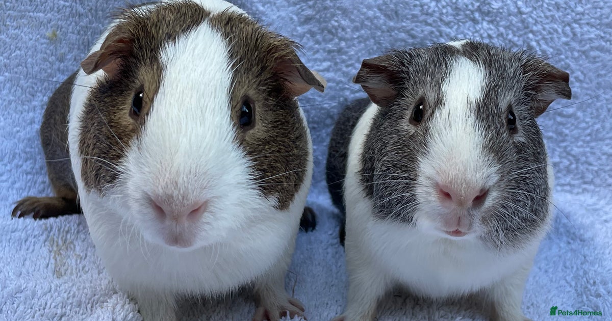Bond Neutered Male Guinea Pig Neutered Male Guinea Pig Shop