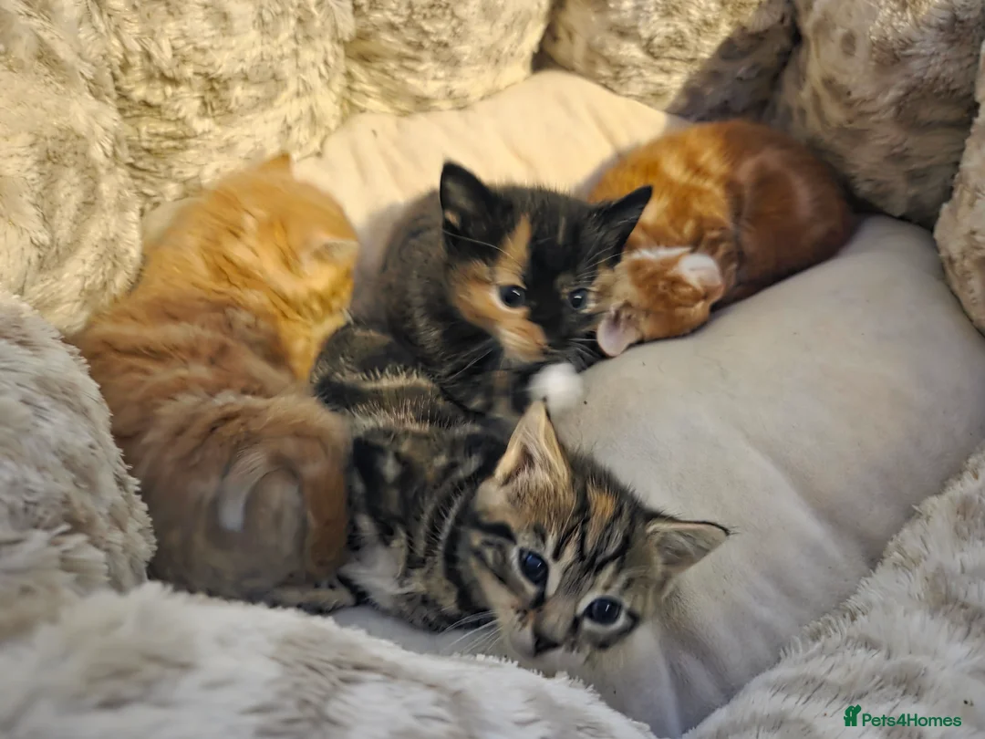 Mixed Breed cats for sale: Kittens for sale - Advert 7