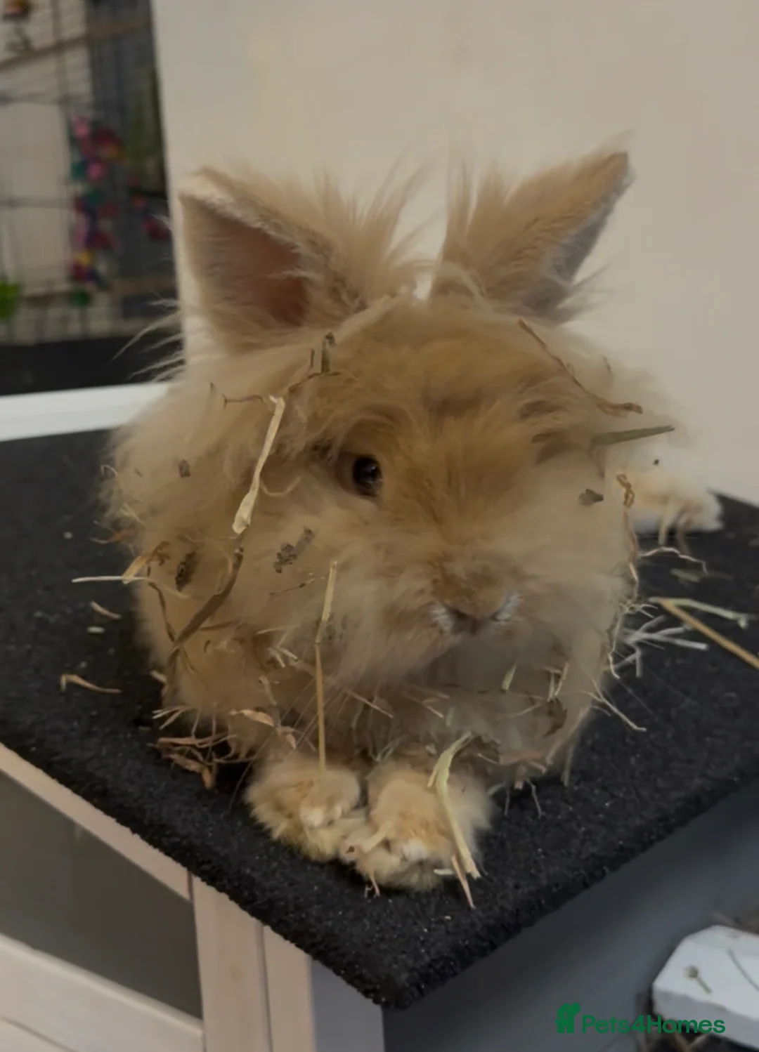 Mixed Breed rabbits for sale:     3 Female Rabbits Looking for Loving Homes - Advert 2
