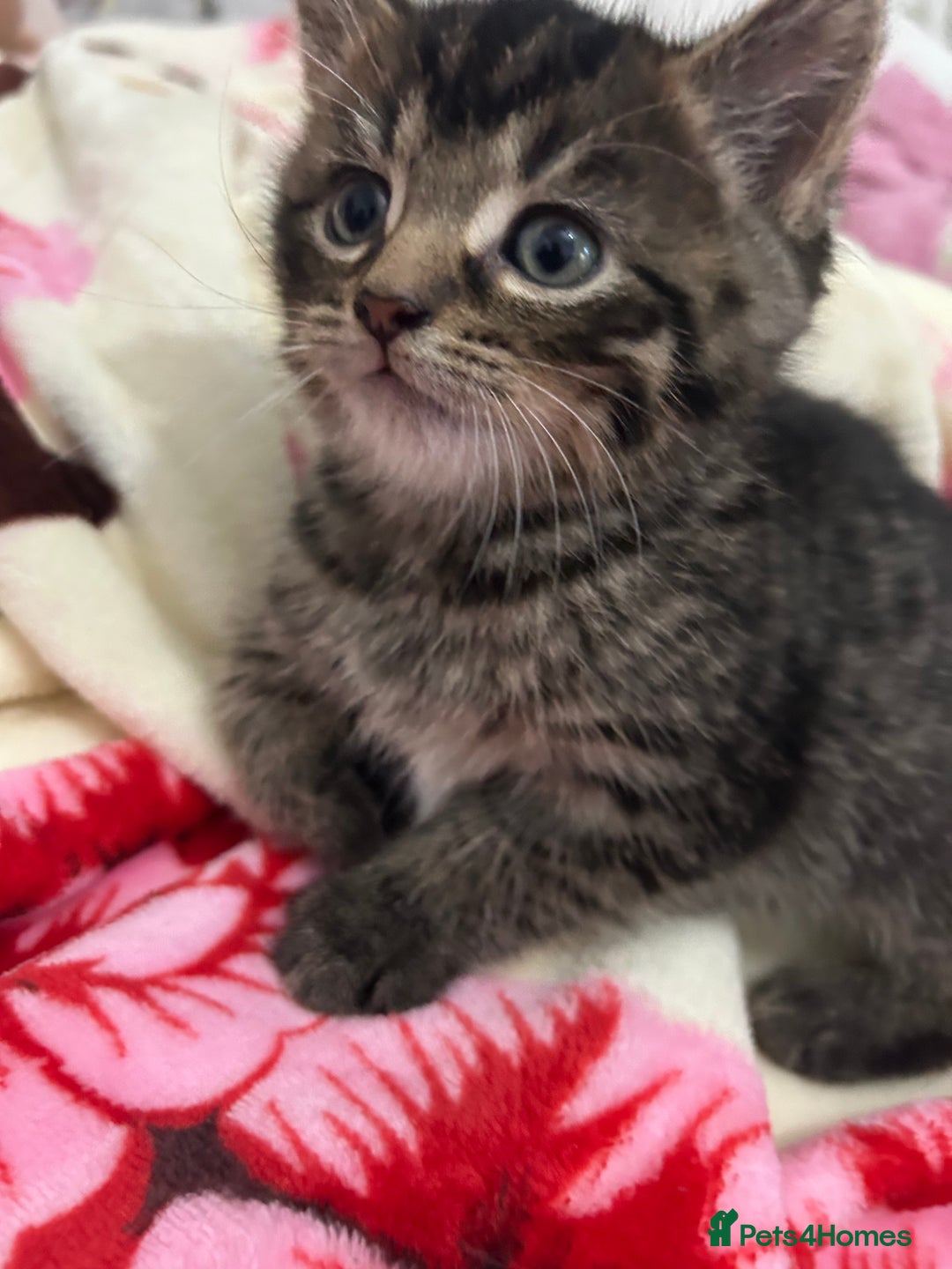 British Shorthair cats for sale: 4 tabby kittens for sale (2 boys 2 girls) - Advert 9