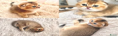 Scottish Fold 1