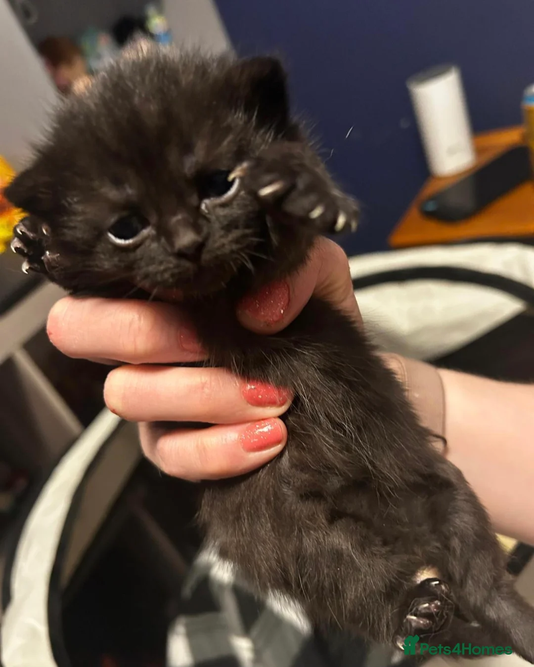 Mixed Breed cats for sale: 4 beautiful black Kittens (1/4 British short hair) in Nottingham - Advert 6