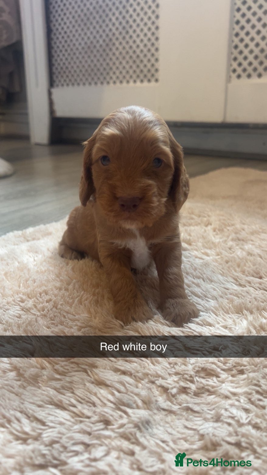 Cockapoo dogs for sale: 8 cockapoo puppys - Advert 16