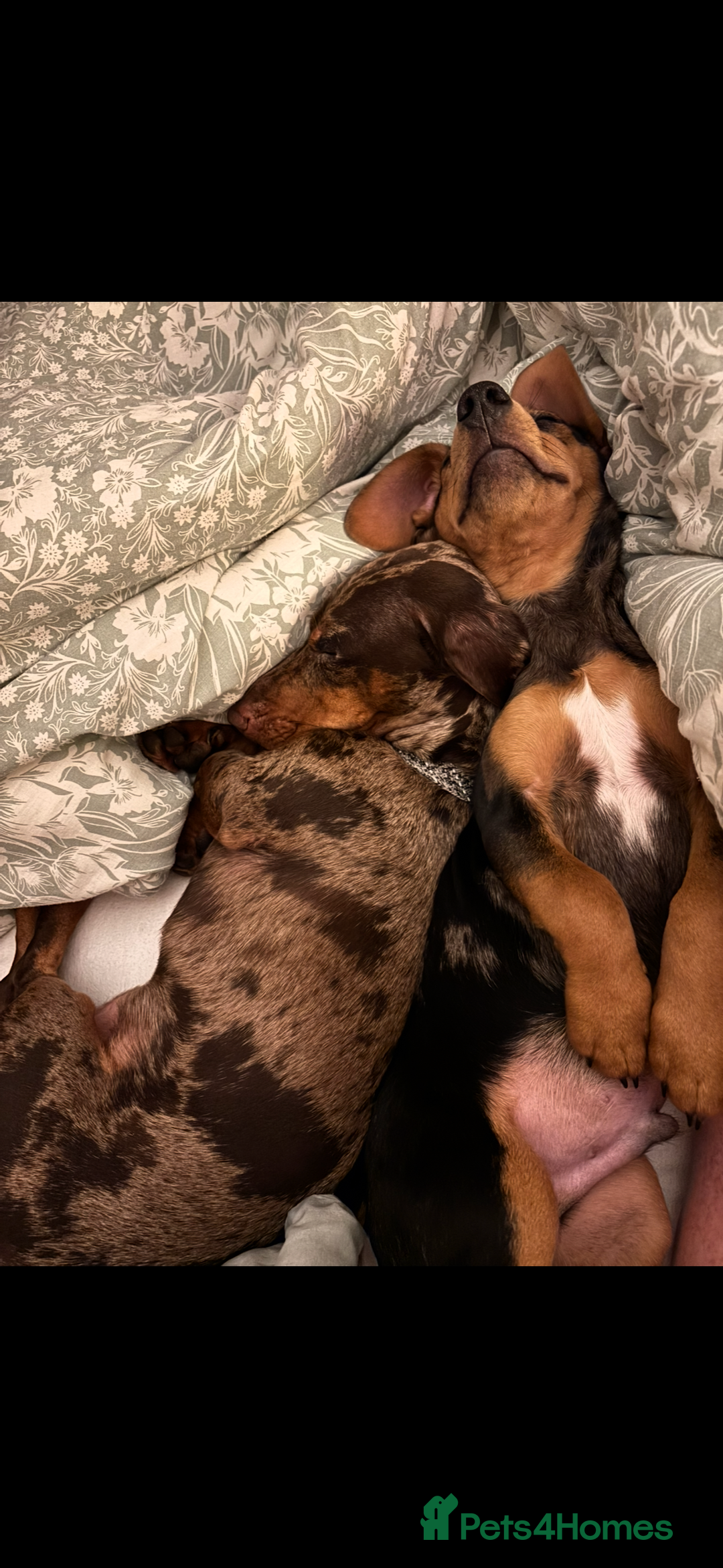 Mixed Breed dogs for sale: Handsome boy  - Advert 14