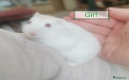 Hamster rodents for sale: Winter white dwarf hamsters  - Image 5
