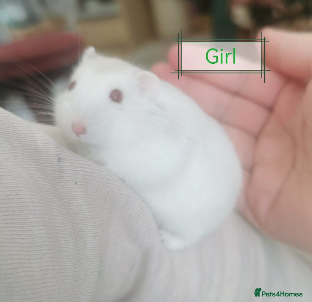 Hamster rodents for sale: Winter white dwarf hamsters  - Image 5
