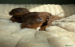 Dachshund dogs for sale: PERFECT MINIATURE DACHSHUNDS BABIES 🐶 - Image 12