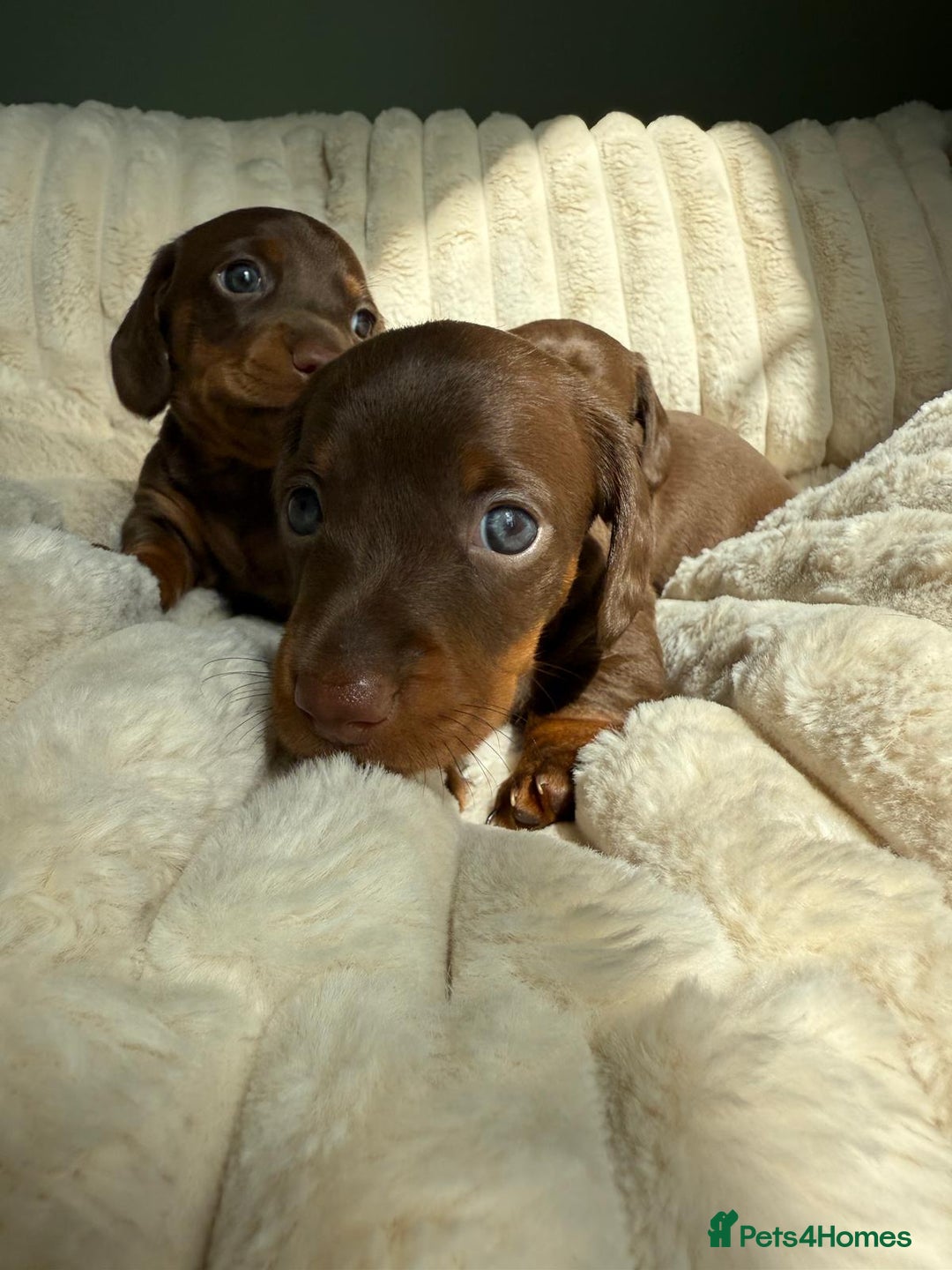 Dachshund dogs for sale: PERFECT MINIATURE DACHSHUNDS BABIES 🐶 - Image 12