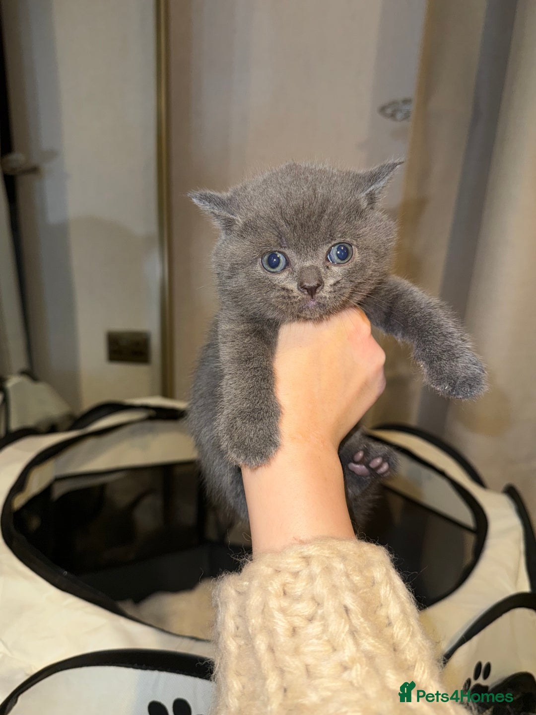 British Shorthair cats for sale: BRITISH SHORTHAIR KITTENS - Advert 10
