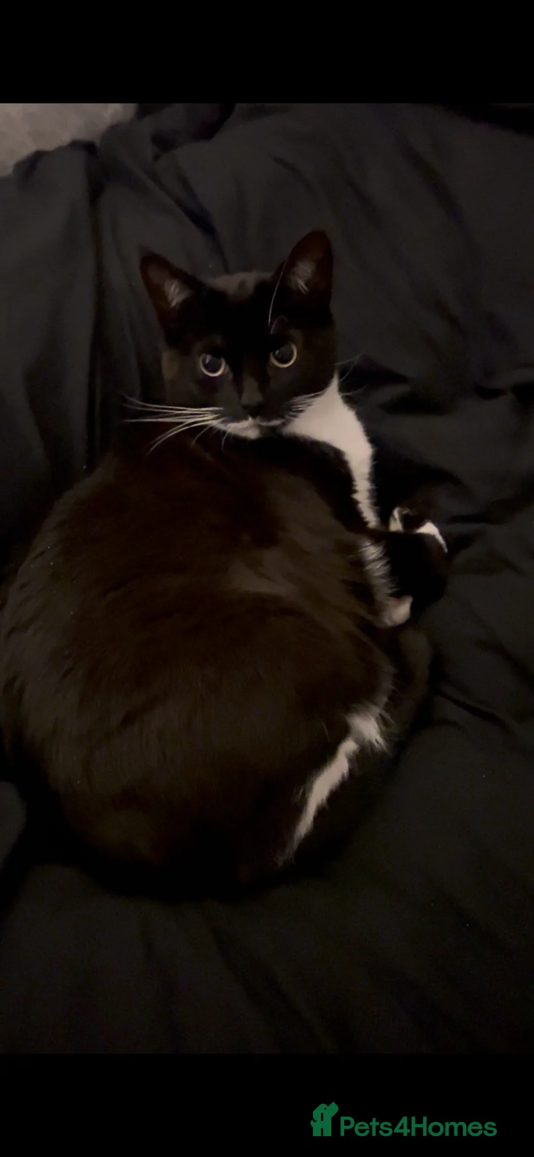 American Shorthair cats for sale: 3 female Cats. 1 mother, 2 daughters - Advert 2