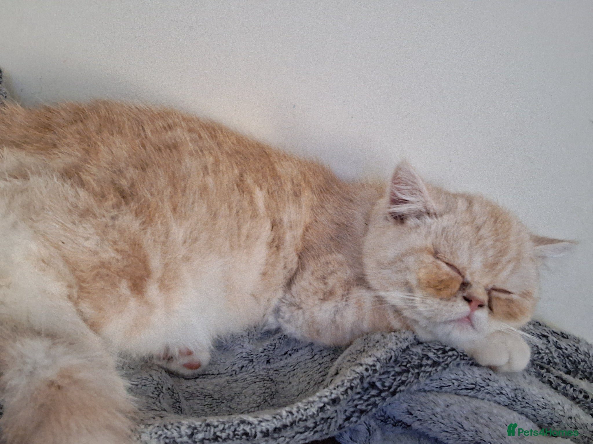 Exotic cats for sale: 8 month boy.pure bred exotic. Pedigree cream gene. - Advert 7