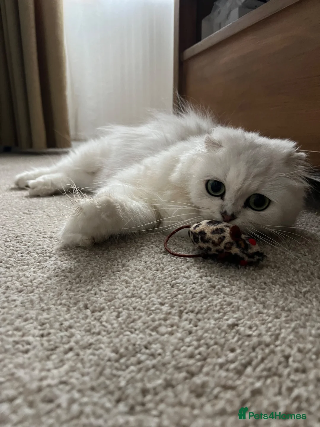 Scottish Fold cats for sale: M&Ms for sale  - Advert 11