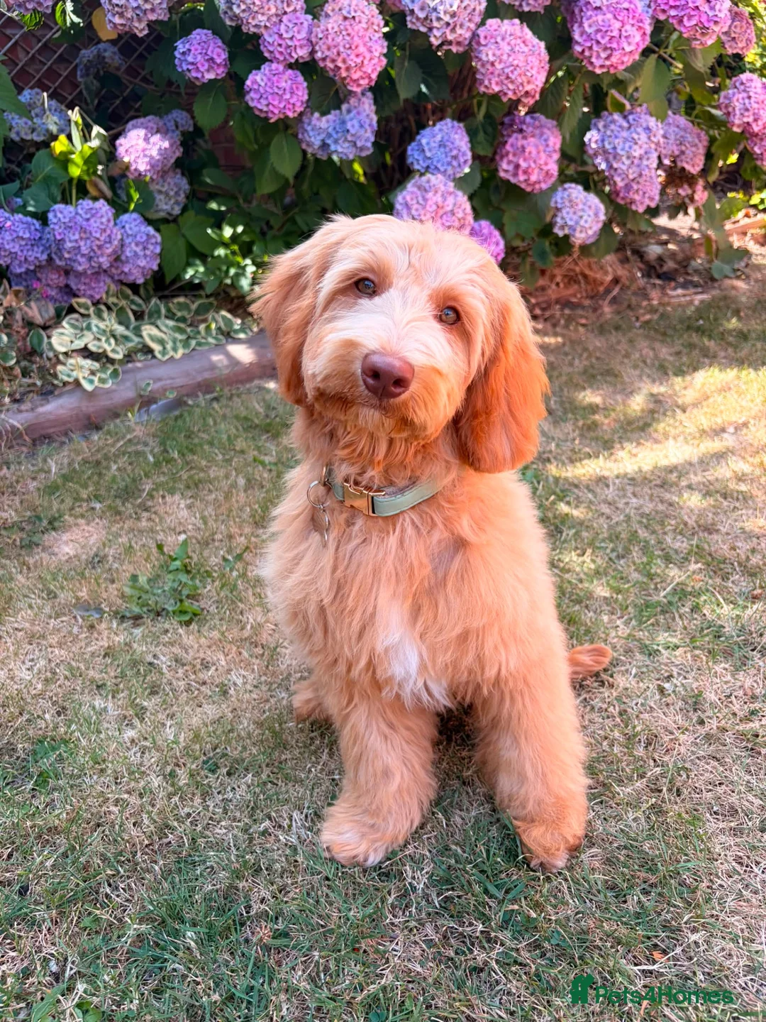Australian Labradoodle dogs for sale: Winnie 8 month Australian labradoodle  in Pontefract - Advert 10