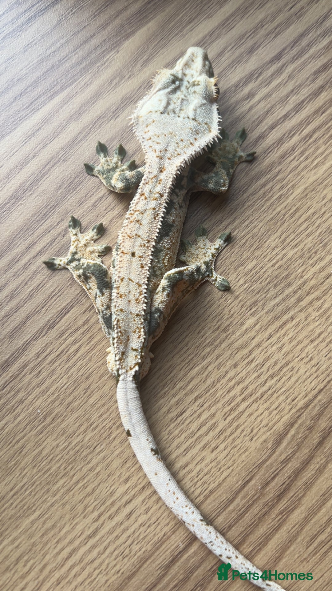 Gecko reptiles for sale: 1.0 Male Crested Gecko  - Advert 3