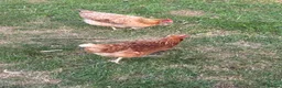 Chickens poultry for sale: Chickens for sale - Advert 5