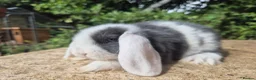 Mini Lop rabbits for sale: 🍓Gorgeous mini lop babies 🍓 - Advert 11