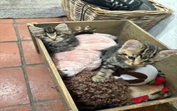 Domestic Shorthair cats for sale: Adorable Kittens - 4 available. Grey & Tabby - Image 18