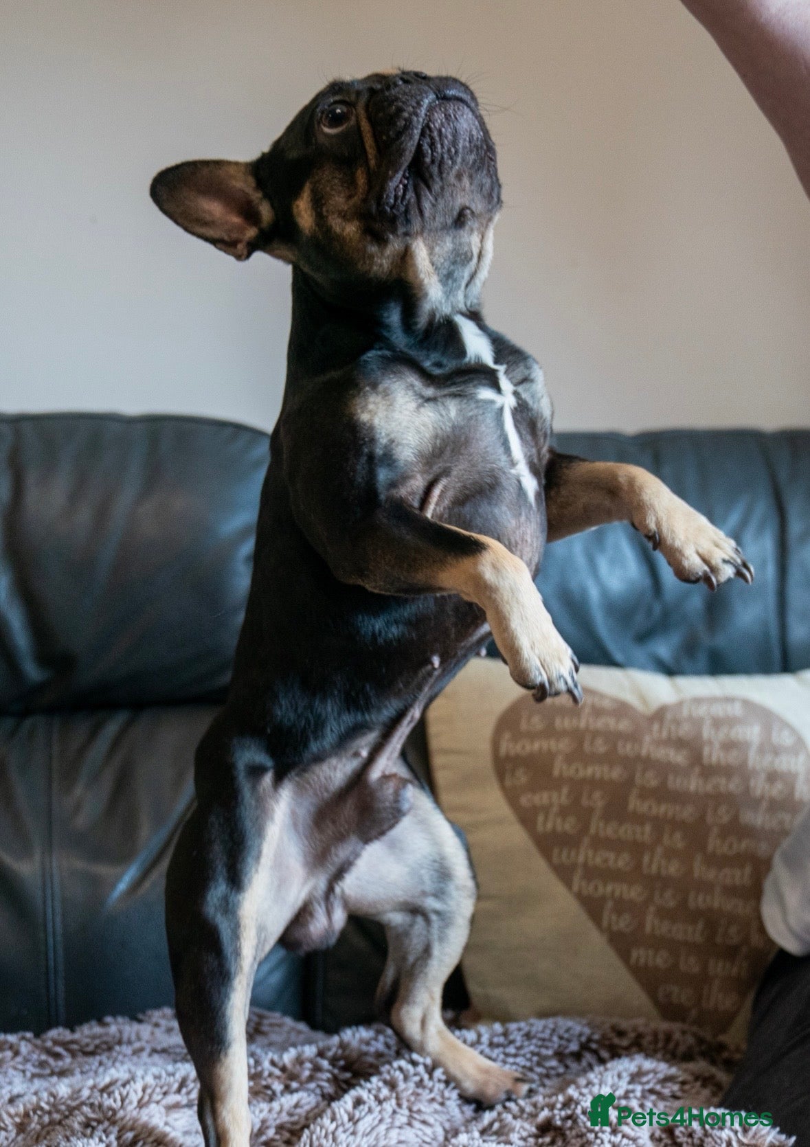 Milo