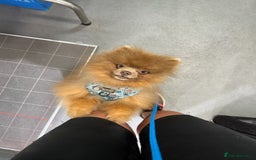 Pomeranian dogs for stud: Lilac and orange tan teddy Bear🪻🍊 - Image 9