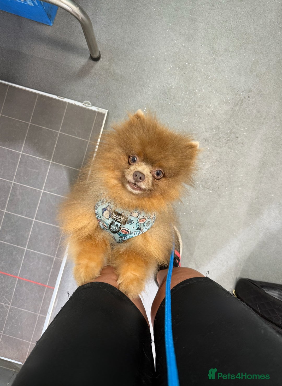 Pomeranian dogs for stud: Lilac and orange tan teddy Bear🪻🍊 - Image 9