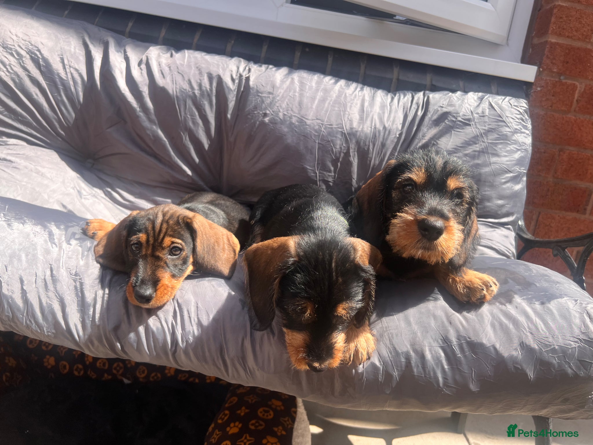 Dachshund dogs READY To LEAVE wire haired dachshund only 3 left  - Advert 2