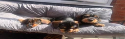 Dachshund dogs for sale: READY To LEAVE dachshund  k c wire haired puppy’s  - Advert 2